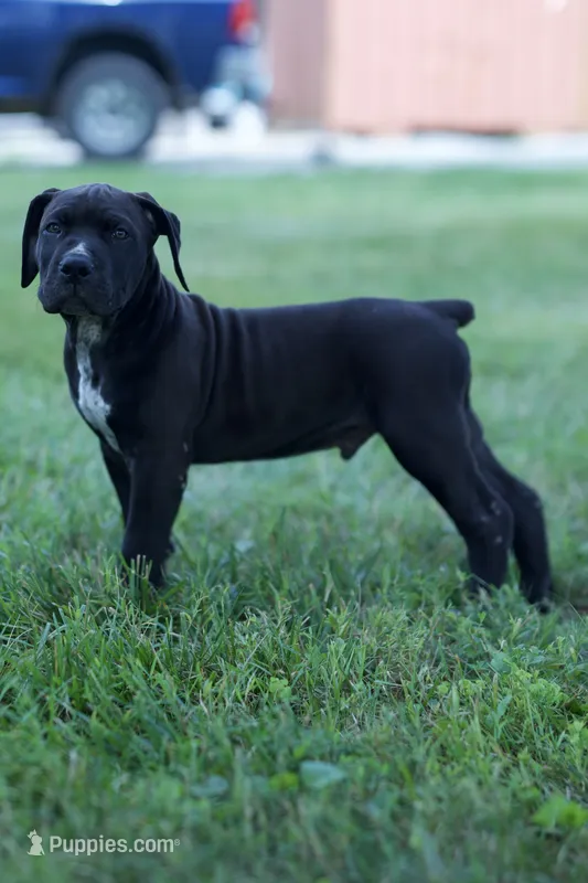 Dash – Boerboel puppy for sale in Georgetown, OH