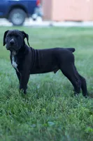 Dash, a male Boerboel for sale in Georgetown, OH – 1 of 5