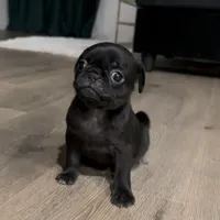 Achilles, a female Pug for sale in Princeton, TX – Photo 2 of 6