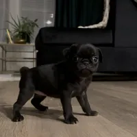 Achilles, a female Pug for sale in Princeton, TX – Photo 4 of 6