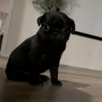 Achilles, a female Pug for sale in Princeton, TX – Photo 3 of 6