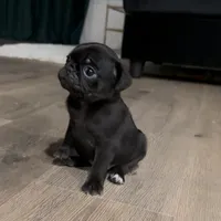 Achilles, a female Pug for sale in Princeton, TX – Photo 1 of 6