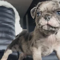 Caspian , a male Pug for sale in Princeton, TX – Photo 2 of 7