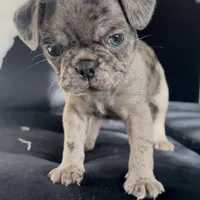 Caspian , a male Pug for sale in Princeton, TX – Photo 3 of 7