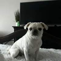 Caspian , a male Pug for sale in Princeton, TX – Photo 7 of 7