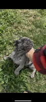 Caspian , a male Pug for sale in Princeton, TX – 2 of 9
