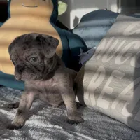 Caspian , a male Pug for sale in Princeton, TX – Photo 5 of 7