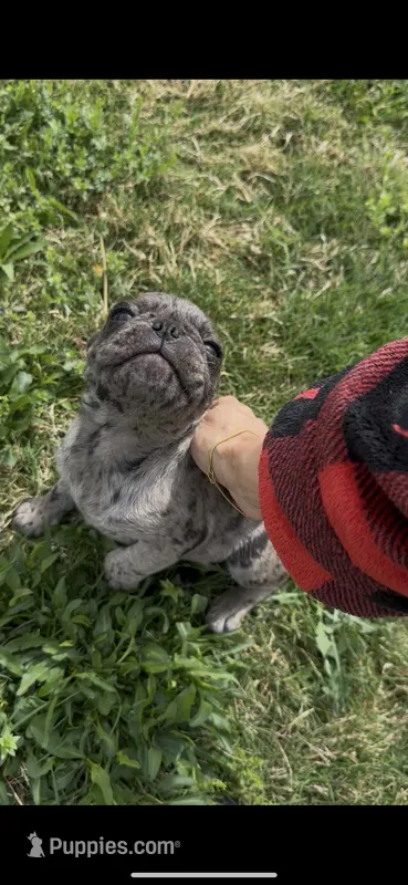 Caspian  – Pug puppy on hold in Princeton, TX