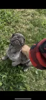 Caspian , a male Pug for sale in Princeton, TX – 1 of 9