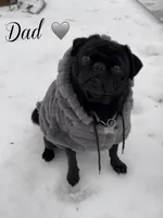 Caspian , a male Pug for sale in Princeton, TX – Photo 6 of 7