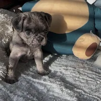 Caspian , a male Pug for sale in Princeton, TX – Photo 4 of 7