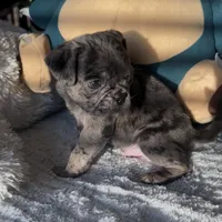 Caspian , a male Pug for sale in Princeton, TX – Photo 1 of 7