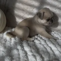 Nala , a female Pug for sale in Princeton, TX – Photo 5 of 8