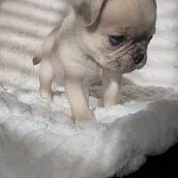 Nala , a female Pug for sale in Princeton, TX – Photo 2 of 8