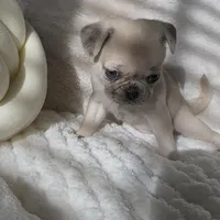 Nala , a female Pug for sale in Princeton, TX – Photo 6 of 8