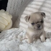 Nala , a female Pug for sale in Princeton, TX – Photo 1 of 8