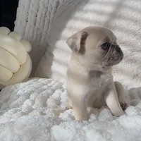 Nala , a female Pug for sale in Princeton, TX – Photo 3 of 8