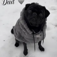 Louis, a male Pug for sale in Princeton, TX – Photo 7 of 7