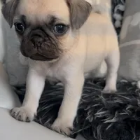 Louis, a male Pug for sale in Princeton, TX – Photo 1 of 7