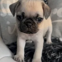 Louis, a male Pug for sale in Princeton, TX – Photo 3 of 7