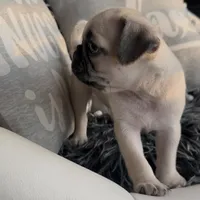 Louis, a male Pug for sale in Princeton, TX – Photo 5 of 7