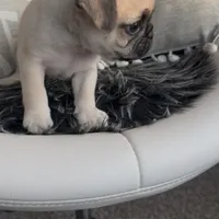 Louis, a male Pug for sale in Princeton, TX – Photo 4 of 7