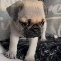 Louis, a male Pug for sale in Princeton, TX – Photo 2 of 7