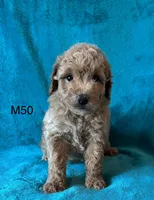 Elle’s M50, a male Miniature Goldendoodle for sale in West Point, IA – 2 of 5