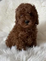 Scarlett’s M26, a male Miniature Goldendoodle for sale in West Point, IA – Photo 2 of 6