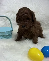 Scarlett’s Curly, a male Miniature Goldendoodle for sale in West Point, IA – Photo 2 of 3