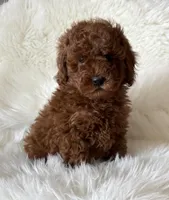 Scarlett’s M26, a male Miniature Goldendoodle for sale in West Point, IA – Photo 5 of 6