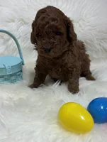 Scarlett’s Curly, a male Miniature Goldendoodle for sale in West Point, IA – Photo 3 of 3