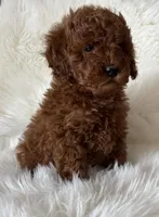 Scarlett’s M26, a male Miniature Goldendoodle for sale in West Point, IA – Photo 3 of 6