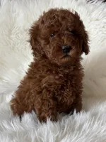 Scarlett’s M26, a male Miniature Goldendoodle for sale in West Point, IA – Photo 1 of 6