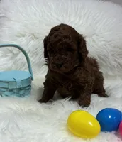 Scarlett’s Curly, a male Miniature Goldendoodle for sale in West Point, IA – Photo 1 of 3
