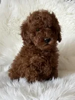 Scarlett’s M26, a male Miniature Goldendoodle for sale in West Point, IA – Photo 4 of 6