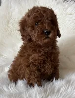 Scarlett’s M26, a male Miniature Goldendoodle for sale in West Point, IA – Photo 6 of 6