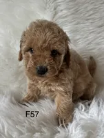 Carsyn, a female Miniature Goldendoodle for sale in West Point, IA – 6 of 8