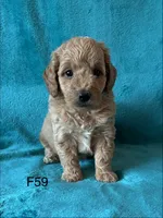 Elle’s F59, a female Miniature Goldendoodle for sale in West Point, IA – 5 of 5