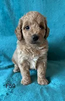 Elle’s F59, a female Miniature Goldendoodle for sale in West Point, IA – 2 of 5
