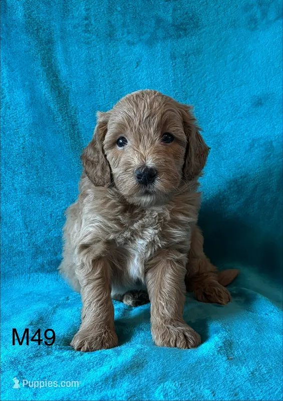 Elle’s M49 – Miniature Goldendoodle puppy for sale in West Point, IA