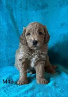 Elle’s M49, a male Miniature Goldendoodle for sale in West Point, IA – 1 of 4