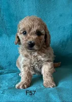 Elle’s F57, a female Miniature Goldendoodle for sale in West Point, IA – 5 of 5