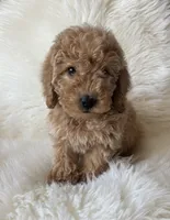 Carsyn, a female Miniature Goldendoodle for sale in West Point, IA – 3 of 8
