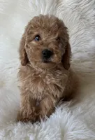 Carsyn, a female Miniature Goldendoodle for sale in West Point, IA – 2 of 8