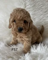 Carsyn, a female Miniature Goldendoodle for sale in West Point, IA – 5 of 8