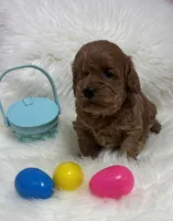 Scarlett’s baby girl , a female Miniature Goldendoodle for sale in West Point, IA – Photo 4 of 5