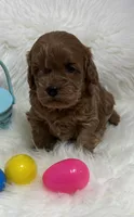 Scarlett’s baby girl , a female Miniature Goldendoodle for sale in West Point, IA – Photo 2 of 5