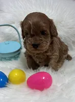 Scarlett’s baby girl , a female Miniature Goldendoodle for sale in West Point, IA – Photo 5 of 5