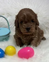 Scarlett’s baby girl , a female Miniature Goldendoodle for sale in West Point, IA – Photo 1 of 5